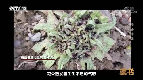 读书 《读书》 20190728 陈芳 陈聪 《种子钟扬》 种子钟扬（下）