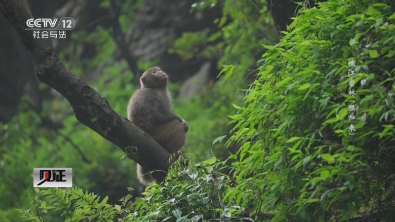 《见证》 20251214 峡江密林“猴归来”