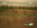 人与自然 《人与自然》 20150928 自然故事：雷克特狮群（上）