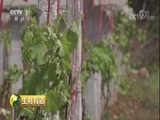 生财有道 《生财有道》 20180529 乡村振兴中国行：走进湖北十堰