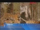 动物世界 《动物世界》 20120325