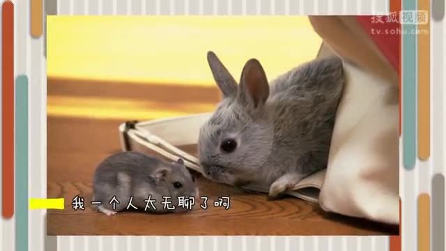 萌宠大乐斗 萌宠大乐斗220  挠狗狗肚皮就蹬腿，真的是因为舒服吗？