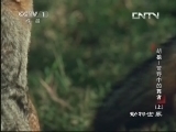 动物世界 《动物世界》 20130628 胡狼——荒野中的舞者（上）