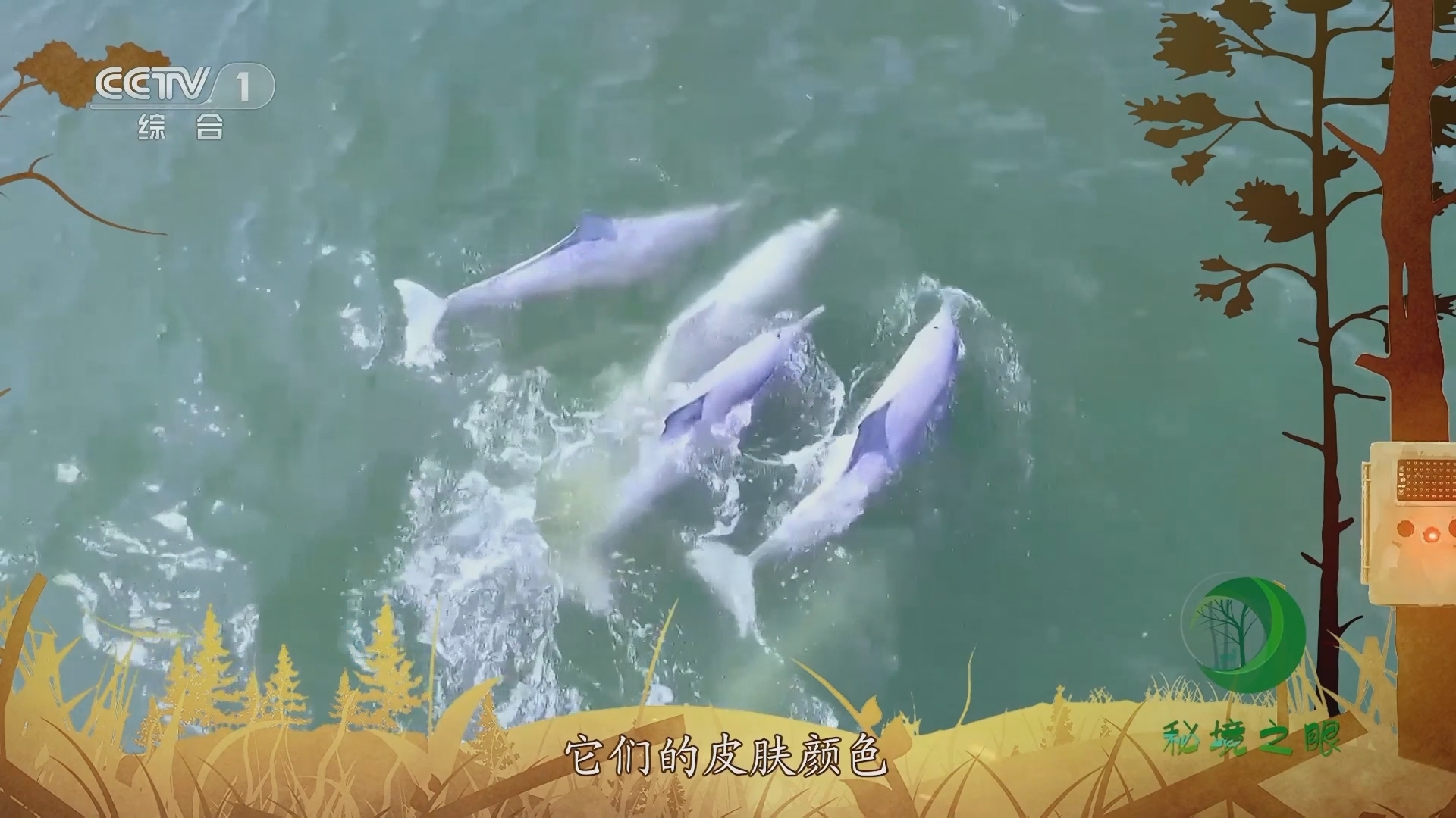 秘境之眼 《秘境之眼》 中华白海豚 20230908