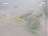 自然传奇 《自然传奇》 20171007 探秘自然·搏击时刻