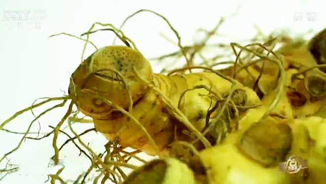 致富经 《致富经》 20200618 大山种出致富“草”