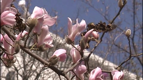 城市直通车 大连：春暖花要开