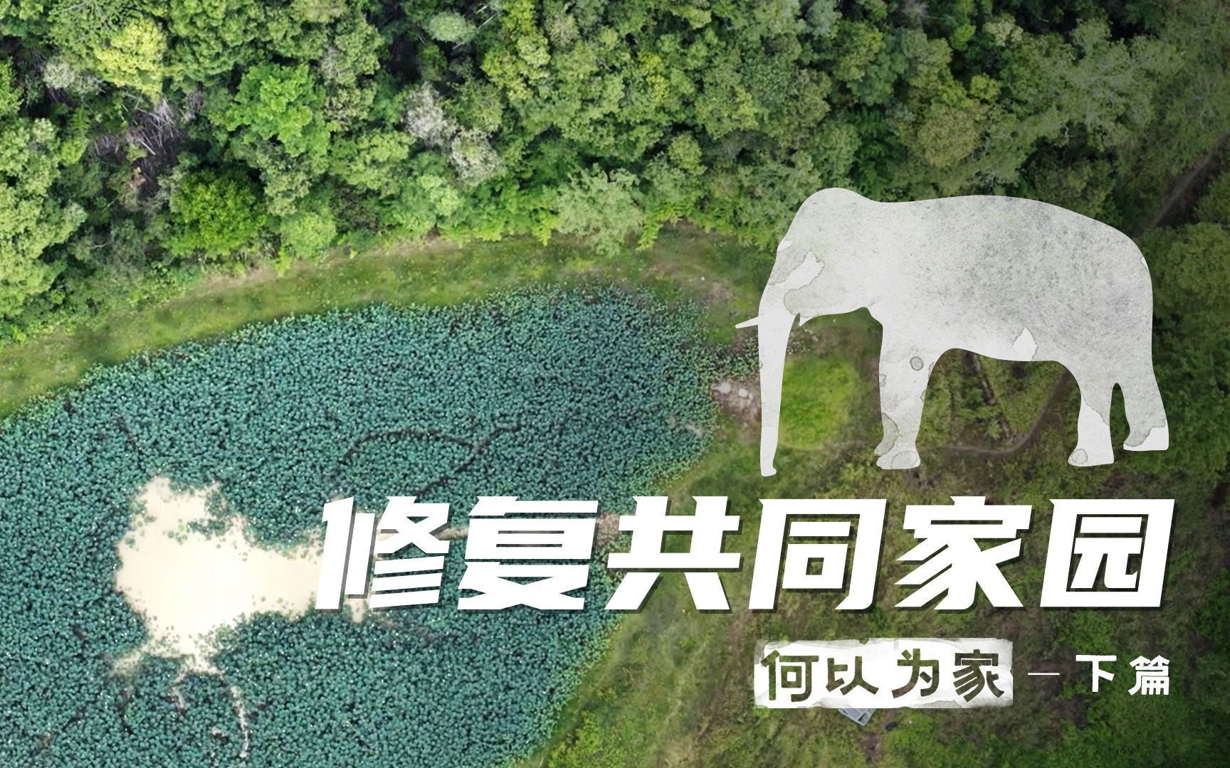 何以为家:大象与我(下)修复共同家园