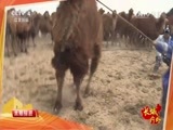 远方的家 《远方的家》长城内外 第173集 草原上的盛会 20160622