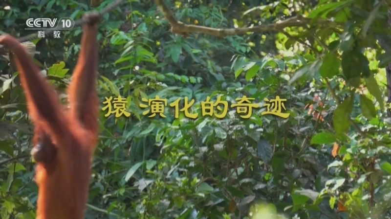 自然传奇 《自然传奇》 20260705 猿 演化的奇迹