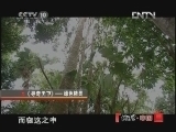 地理中国 《地理中国》 20121006 系列节目《寻奇天下》——绿色精灵