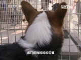 走近科学 《走近科学》 20150712 家有顽宠之猫狗大战