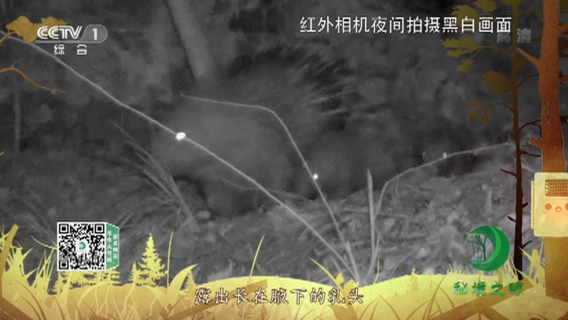 秘境之眼 《秘境之眼》 豪猪 20220909