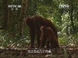 自然传奇 《自然传奇》 20141222 猩猩王