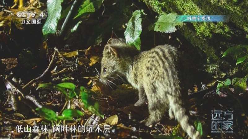 远方的家 《远方的家》 20250401 中国自然秘境 雨林故事 生命密码