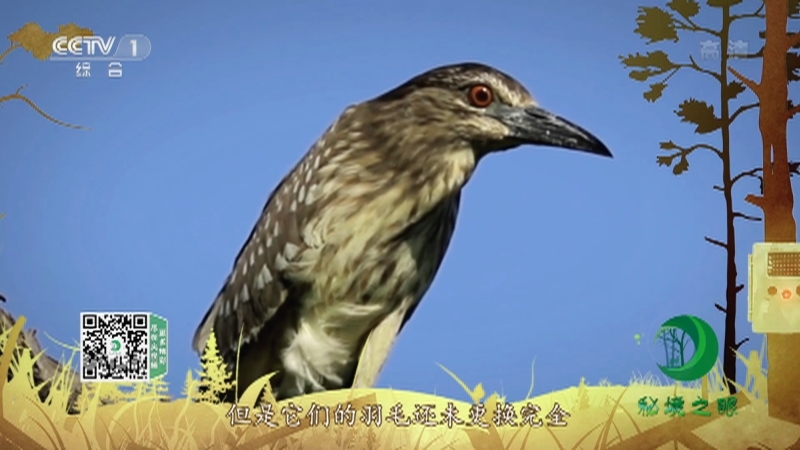 《秘境之眼》 夜鹭 20210905