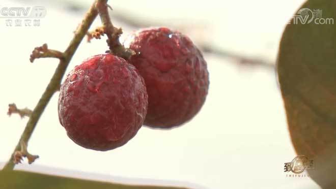 致富经 《致富经》 20200108 特色水果带来的财富奇缘