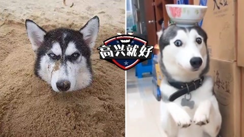 高兴就好 沙雕二哈实力被坑争霸赛！个个都是狗生绝望的节奏啊！