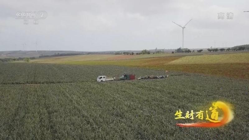 生财有道 《生财有道》 20220425 咱们家乡有特产——菠萝“海”+良姜“山” 徐闻迎来丰收季