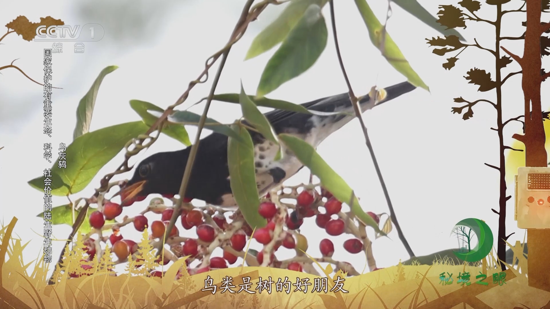 秘境之眼 《秘境之眼》 乌灰鸫/虎斑地鸫/灰背鸫 20231125