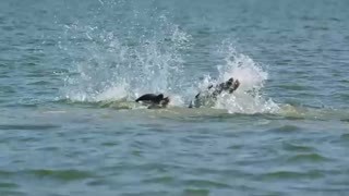 动物特种部队 第二季5