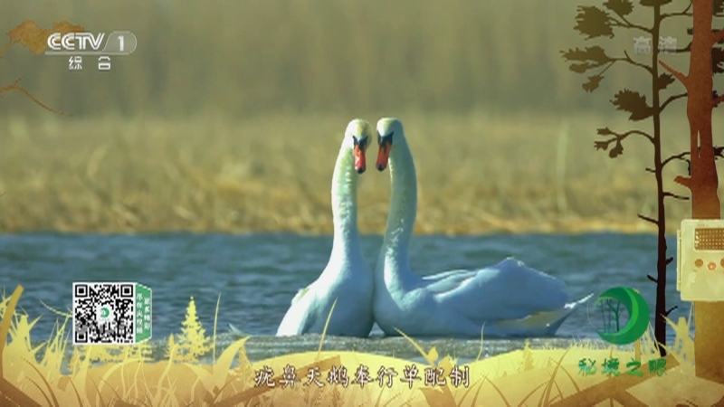 秘境之眼 《秘境之眼》 疣鼻天鹅 20221222