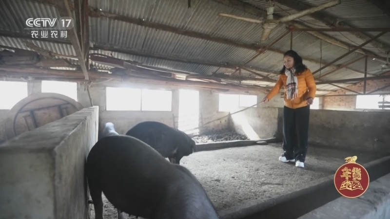 《年货地图》 20230114 安徽肥西：吃顿“杀猪饭”过个热闹年