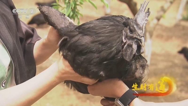 生财有道 《生财有道》 20240613 家乡好物多样财