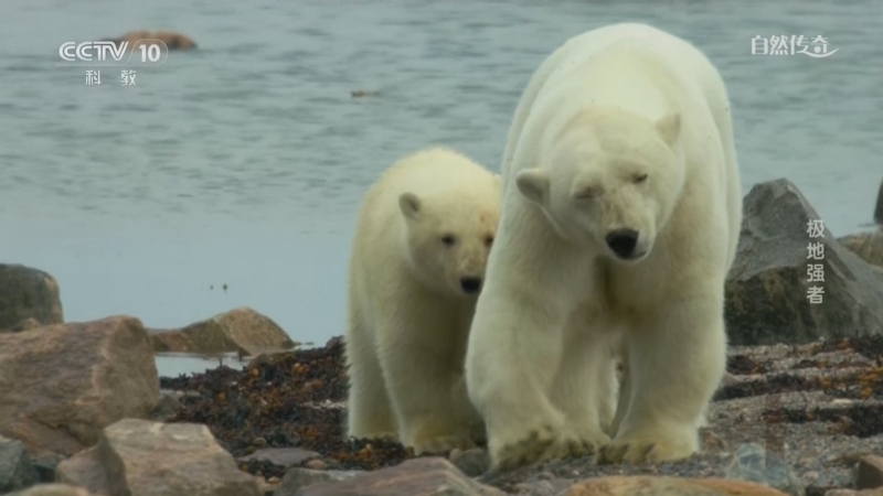 《自然传奇》 20260324 极地强者