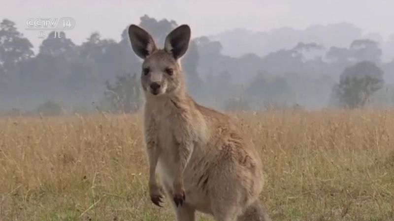 《智慧树》 20251028