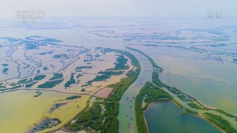 生财有道 《生财有道》 20220419 生态中国沿海行——海味鲜 风情浓 不虚湛江行