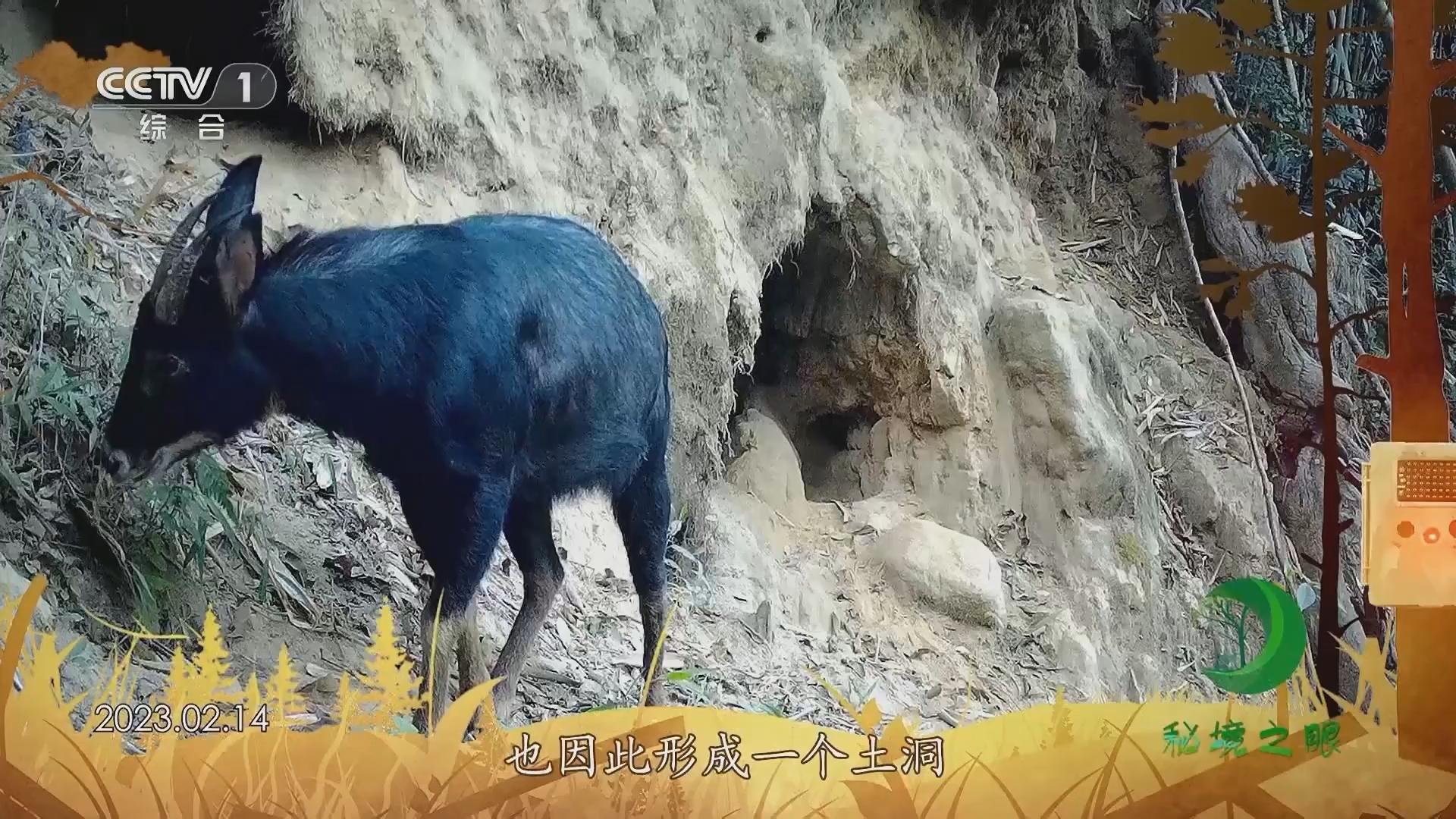 秘境之眼 《秘境之眼》 中华鬣羚 20231224