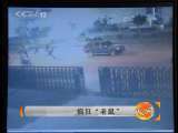 天网 天网 2010年 第183期 疯狂“老鼠”