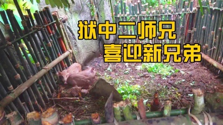 原始丛林人苏门答腊 第二季 东南亚丛林野外生存，“狱”中二师兄迎来了新的兄弟！
