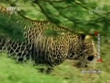 动物世界 《动物世界》 20171022 疣猪的智慧生存