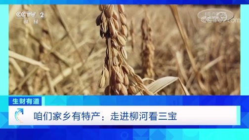 生财有道 《生财有道》 20191108 咱们家乡有特产：走进柳河看三宝