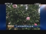 生财有道 《生财有道》 20141030 山茶花偶遇带来的财富
