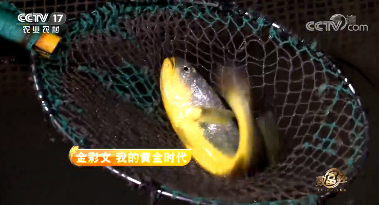 致富经 《致富经》 20191018 金彩文 我的黄金时代