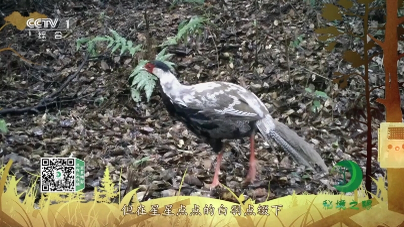 《秘境之眼》 白鹇 20211110