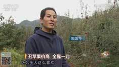 致富经 [致富经]丑苹果价高 全靠一刀 20181206