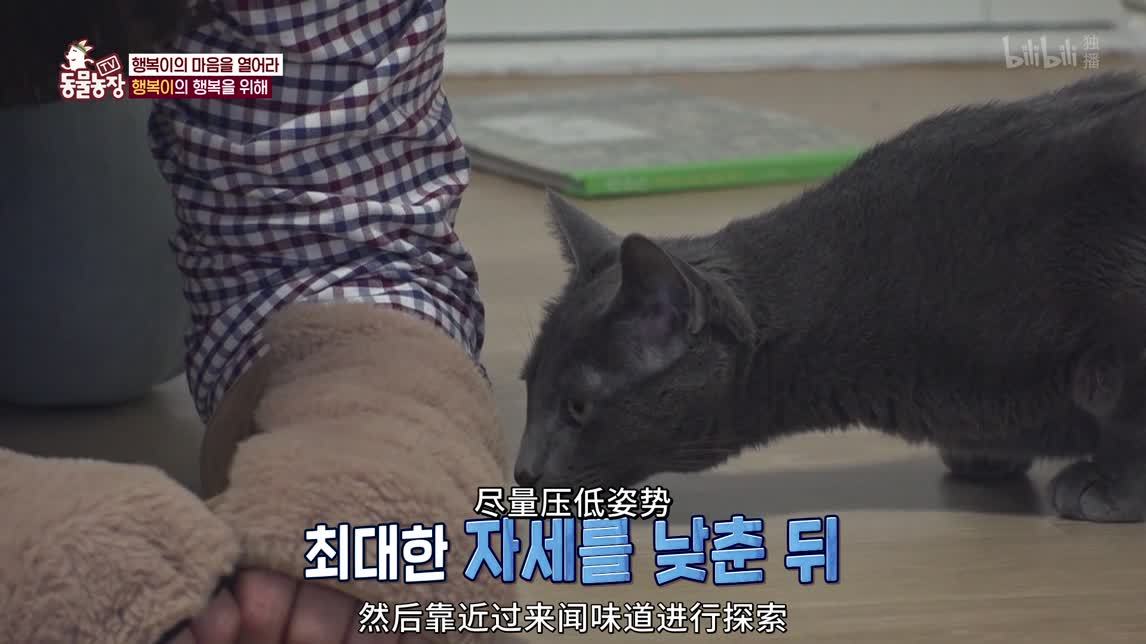 狗狗玛丽