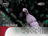 动物世界 《动物世界》 20170526 潜伏森林的捕食者