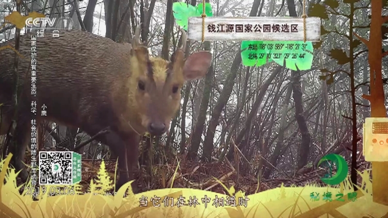 秘境之眼 《秘境之眼》 小麂/白鹇/狗獾/环颈雉/牛背鹭/水牛 20230514
