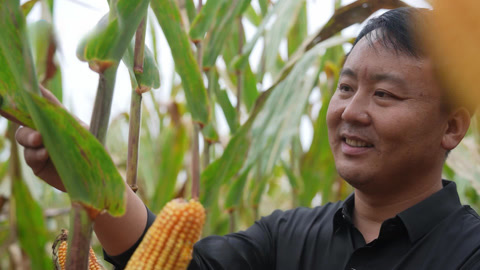 玉米丰产的秘诀 藏粮于“肥料”