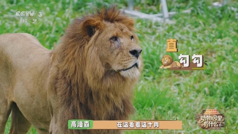 《动物园里有什么》 20250808