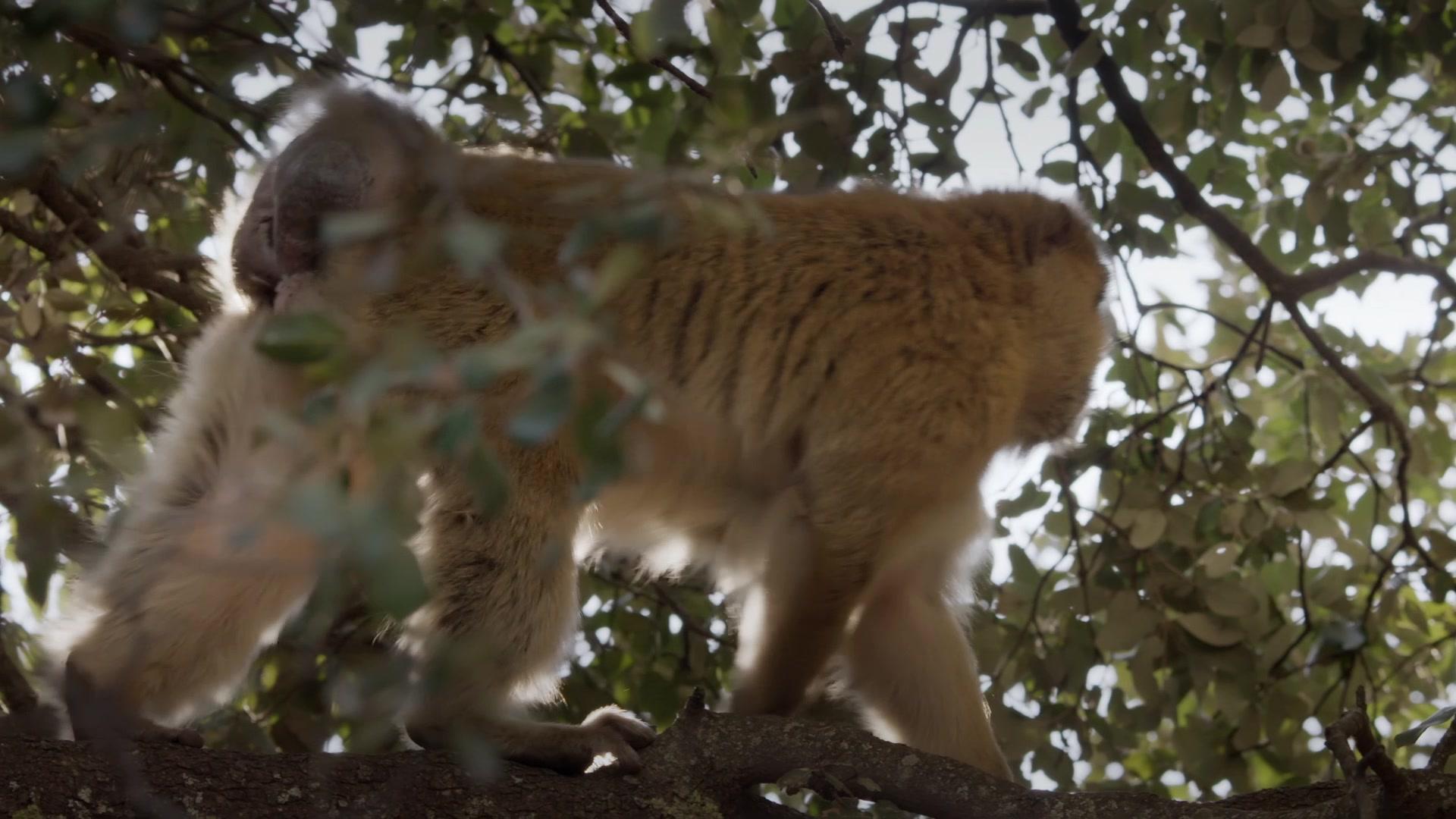 非洲隐密珍宝第一季 第3集