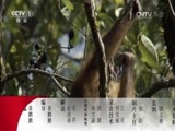 动物世界 《动物世界》 20161215 直击震撼时刻（一）