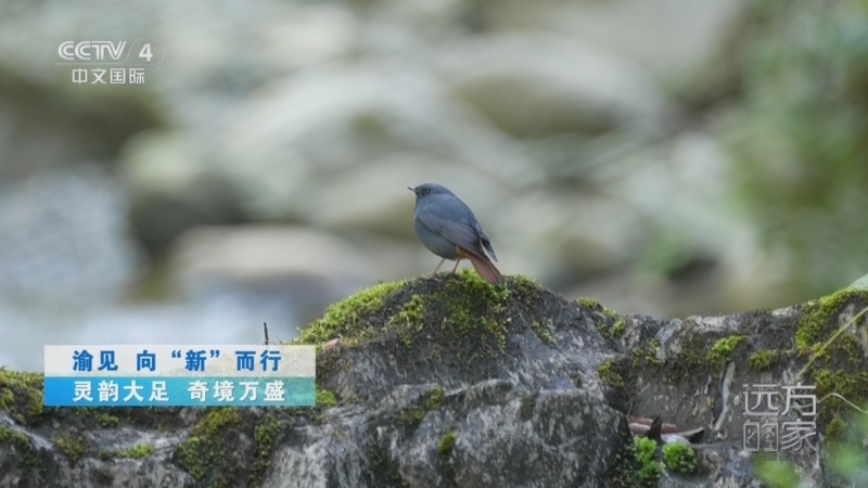 远方的家 《远方的家》 20250430 渝见 向“新”而行 灵韵大足 奇境万盛
