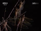 人与自然 《人与自然》 20150213 自然故事：险境求生（上）