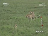 动物世界 《动物世界》 20180722 兄弟情深（下）